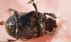 Onthophagus fracticornis